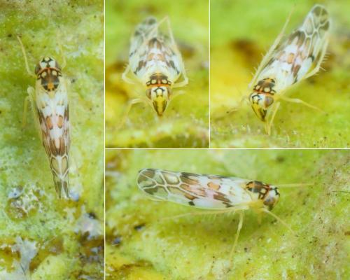 Réf. 321 602 : Eupteryx andalusiaca